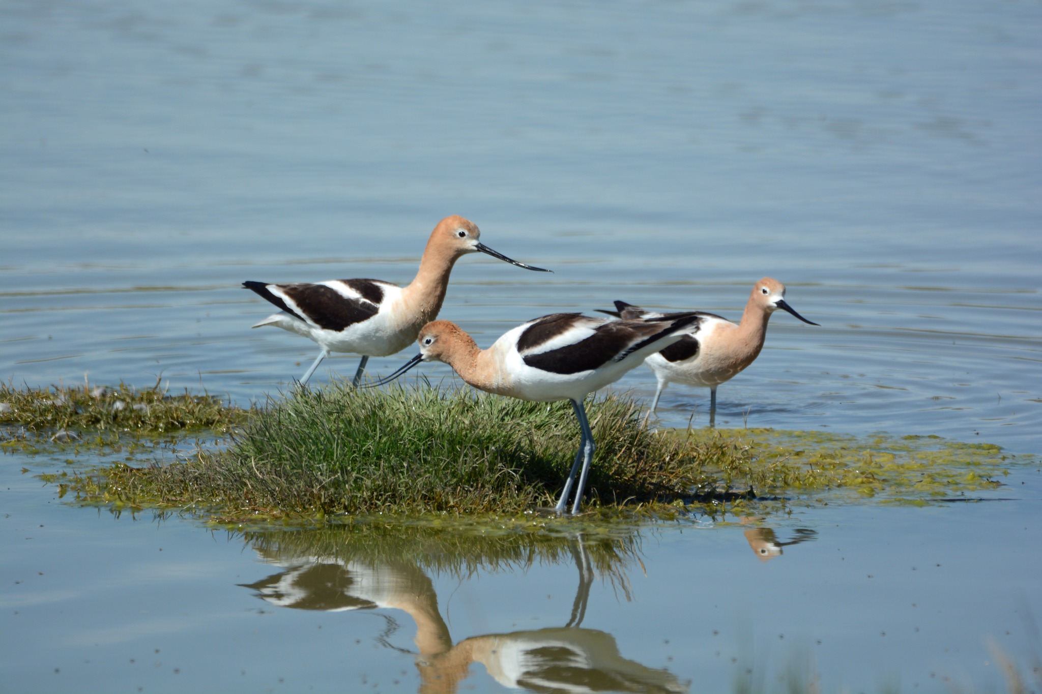 Bear River Migratory Bird Refuge