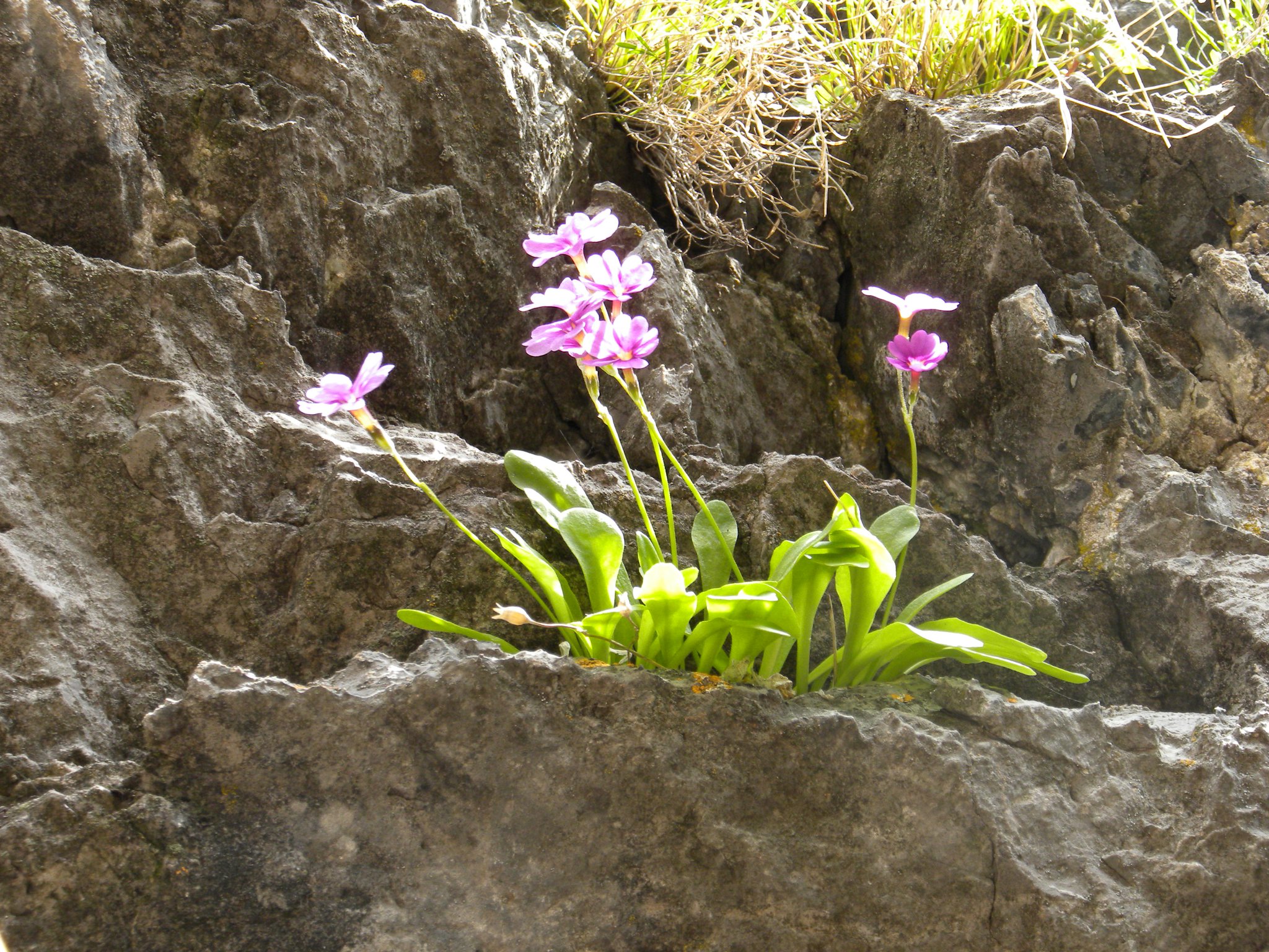 Intermountain Herbarium
